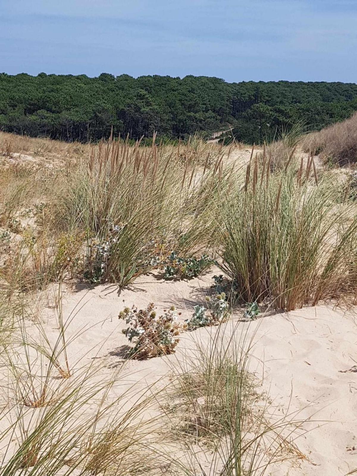 Le Mas Des Landes Vielle-Saint-Girons Exteriér fotografie